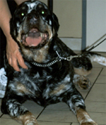rottweiler with vitiligo of rottweiler with vitiligo vitiligo cover rottweiler with vitiligo of rottweiler with vitiligo vitiligo cover