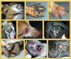 dermatologia2009vc468.gif