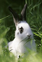 rabbit1136_723en.jpg