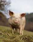 University of Missouri will launch first swine resource center