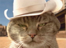 advantage_katze_western.jpg