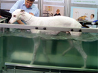 Rehabilitation and Physiotherapy of Small Animals