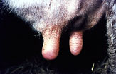 bovine_3779bayer_43es.jpg