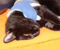 cat_904en.jpg
