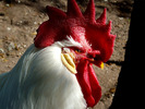 chicken2013.jpg