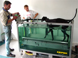 dog_underwatertreadmill_118.jpg