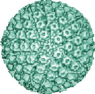 herpesvirus_3150de.jpg