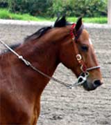 horse_1064en.jpg