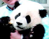 panda_2834de.jpg