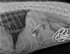 Course: Radiology in Small Animals