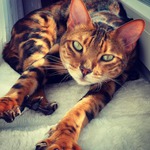 Foto: Tierarzt (m/w/d) in Wiesbaden gesucht! Foto: Tierarzt (m/w/d) in Wiesbaden gesucht!